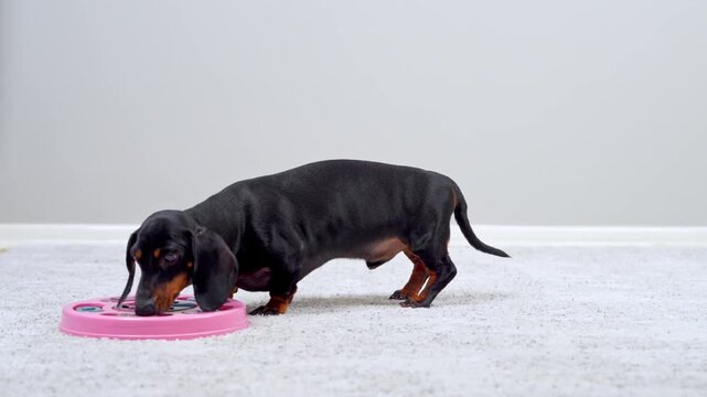 A black and tan dachshund dog lowers its head to a pink interactive puzzle feeder on a light carpet at home, searching hidden snacks by scent, a concept of canine brain training.