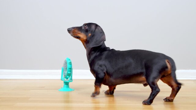 A black and tan dachshund dog approaches a turquoise interactive puzzle feeder while a human hand refills it with a snack on a light wooden floor, a concept of positive reinforcement at home.