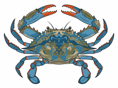 Blue crab vector illustration