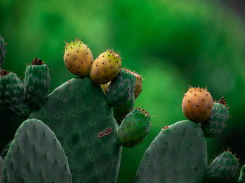 A close-up botanical photograph capturing the vibrant green pads and ripening yellow-orange fruits of a prickly pear cactus (Opuntia ficus-indica) against a smooth, intensely blurred green background.