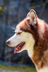 Red siberian husky dog potrait  © Mariana