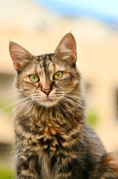  a close-up portrait of a fluffy dark tabby cat looking forward with attentive green eyes against a soft-focus light-colored background.