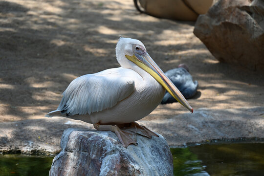 great white pelican in zoo enclosure, great white pelican standing in a zoo enclosure. large water bird with long beak and throat pouch, photographed in a wildlife conservation and educational environ