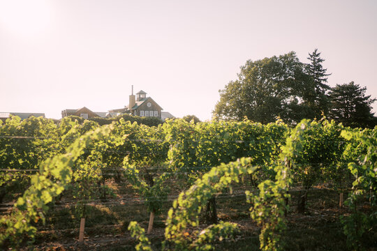 Late Afternoon Sun over The Good Earth Food and Wine Co Niagara Vineyard