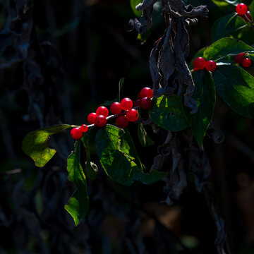 Sunlight and shadow highlight red honeysuckle berries.