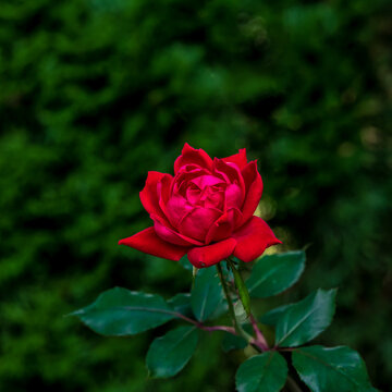 A red rose bloom.
