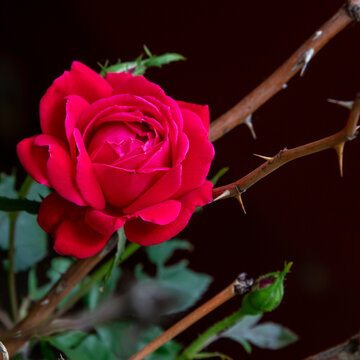 Close up of a red rose bloom.