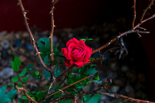 A red rose bloom. 