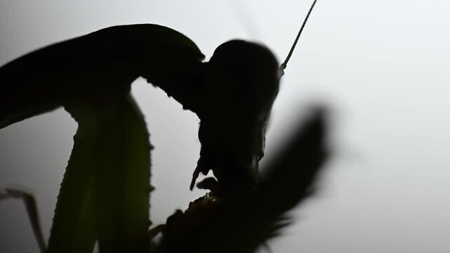 Silhouette of praying mantis aggressively devouring prey against bright white background