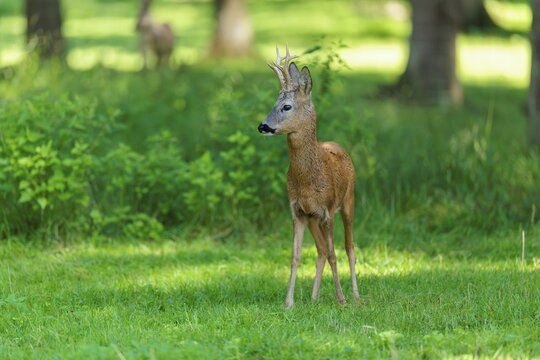 A roe buck (Capreolus capreolus) stands attentively in a green meadow at the edge of the forest on a sunny day. Bavaria, Germany
