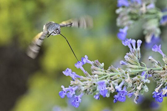 Star-tailed hummingbird (Macroglossum stellatarum), feeding on nectar from a catmint (Nepeta faassenii) flower, Meienberg, Canton of Aargau, Switzerland