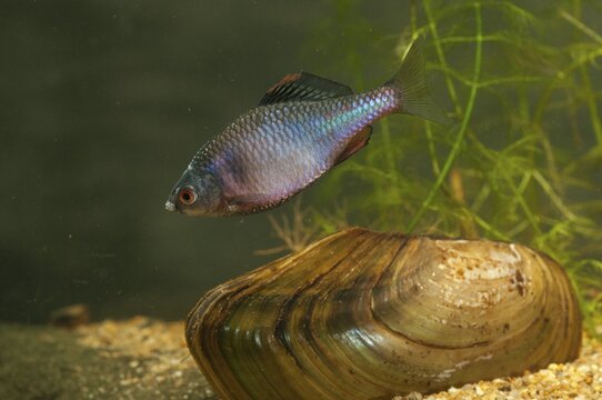 Anodonta cygnea, bitterling, duck mussel, common pond mussel, Rhodeus amarus, Rhodeus sericeus amarus, swan mussel, pond mussel, fish, fishes, river mussel, mussels, pisces, pond mussels