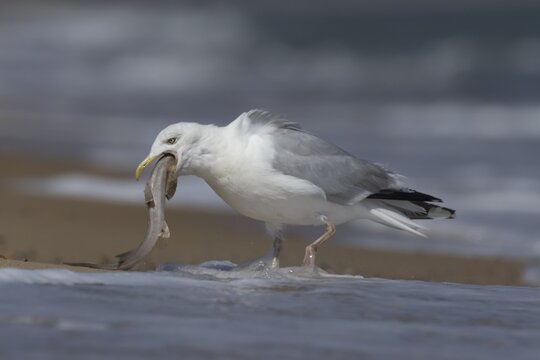 Herring gull (Larus argentatus) adult seagull bird with a dogfish fish in its mouth for food on a seaside beach, England, United Kingdom