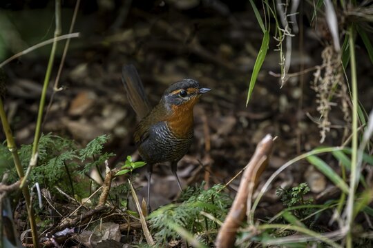 Chucao tapaculo (Scelorchilus rubecula), Pumal&iacute;n Douglas Tompkins National Park, Ruta de los Parques, Patagonia Verde, Los Lagos, Chile