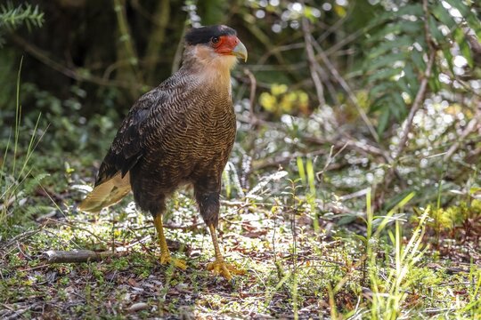 Crested Caracara (Caracara plancus), Pumal&iacute;n Douglas Tompkins National Park, Ruta de los Parques, Patagonia Verde, Los Lagos, Chile