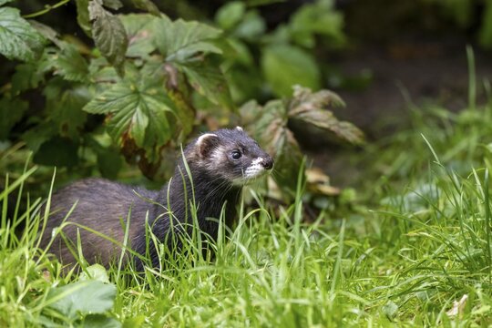 Polecat (Mustela putorius), L&uuml;neburg Heath, Lower Saxony, Germany