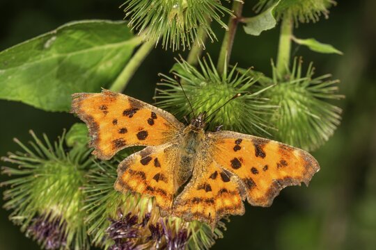 An orange C-shaped butterfly (Polygonia c-album) with black spots on Greater burdock, Baden-W&uuml;rttemberg, Germany