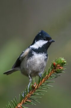 Coal tit, parus ater, periparus ater, pine tit, birds, high size, portrait format, tits, passeri, songbirds, tits, birds