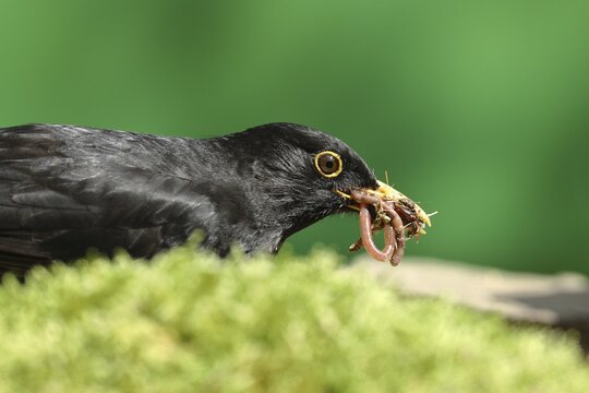 Blackbird or (Turdus merula), males with Earthwormsn (Lumbricidae) in their beaks, Wilden, North Rhine-Westphalia, Germany