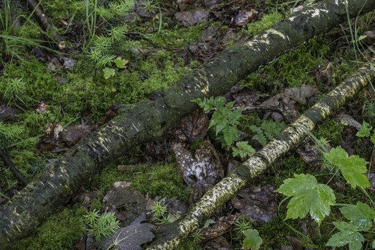 Birch trunks (Betula pendula) on the forest floor, Emsland, Lower Saxony, Germany
