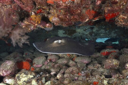 A stingray, the round stingray (Taeniura grabata), rests on a stony seabed dotted with red rocks, at the Pasito Blanco Reef dive site, Arguinegu&iacute;n, Gran Canaria, Spain, Atlantic Ocean