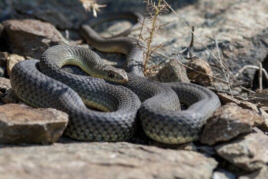 Lizard snake, European lizard snake, Malpolon Monspessulanus, Montpellier snake, critters, Greece, reptilia, reptiles, snakes, snakes