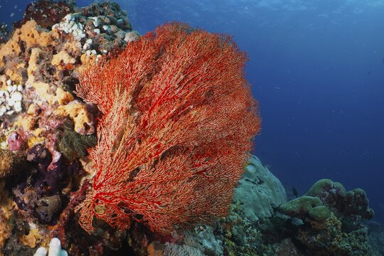 Red fan coral (Melithaea ochracea) against a backdrop of colourful rocks in the blue sea, the surroundings appear vibrant and colourful, dive site SD, Nusa Ceningan, Nusa Penida, Bali, Indonesia