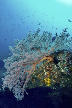 A fascinating red fan coral (Melithaea ochracea) resting on colourful underwater rocks, surrounded by the blue sea, at the USAT Liberty dive site, Tulamben, Bali, Indonesia