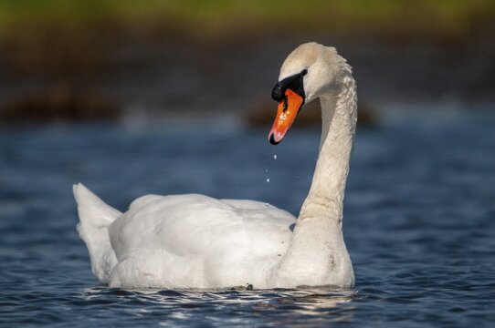 Cygnus olor, mute swan, anatidae, birds, duckbirds, cusp swan, swans, swans, birds, waterbirds