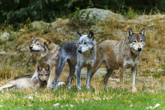 Timberwolf, wolf, American wolf (Canis lupus lycaon), Germany: a pack of four wolves stands in the grass, surrounded by natural countryside