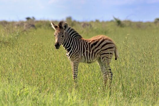 Burchell's zebra (Equus quagga burchelli), Burchell's zebra, young animal, foal, alert, Kruger National Park, South Africa