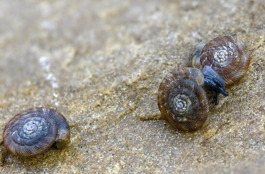 Discus rotundatus, spotted discus snail, spotted snail, spotted snail, spotted bowl snail, gastropod, mollusca, rotund disc, snails, molluscs