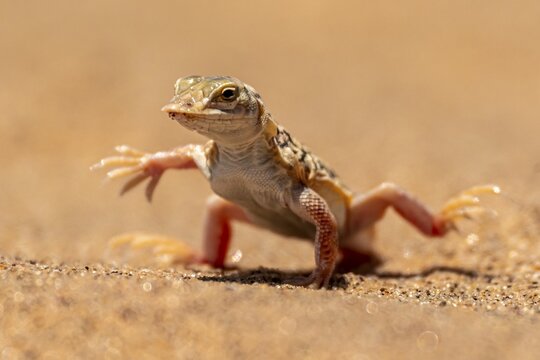 Shovel-nosed lizard (Meroles anchietae), in the sand, stretching its legs in the air to cool off, Namib Desert, Namib Naukluft Park, Namibia