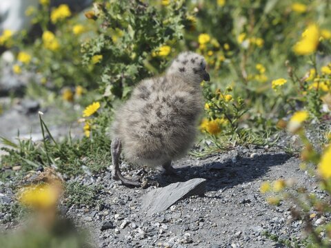 A fluffy chick of the Mediterranean gull (Larus michahellis) stands on a stony path with yellow flowers in the background. Porquerolles Island, Giens, Hy&egrave;res, Provence, C&ocirc;te d' Azur, France