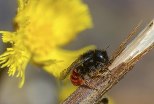 Apidae, bees, hymenoptera, mason bee, osmia bicornis, osmia rufa, red mason bee, insects