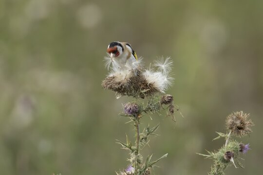 European goldfinch (Carduelis carduelis) adult garden bird feeding on thistle plant seeds on a seedhead in summer, England, United Kingdom
