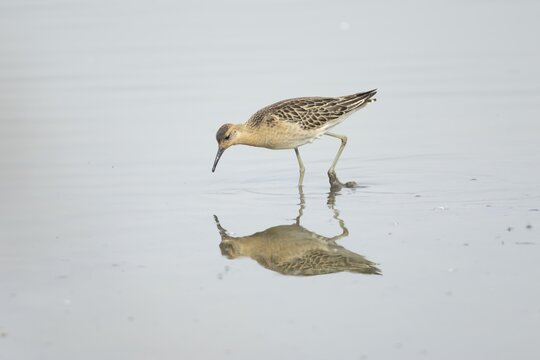 Ruff (Philomachus pugnax) adult wader bird feeding in a shallow lagoon, England, United Kingdom