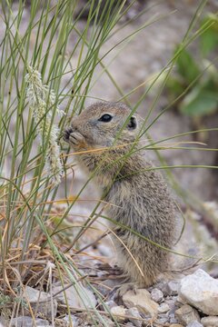 A young ground squirrel (Spermophilus citellus) eats seeds from nearby plants on a sunny day in a dry area. Austria