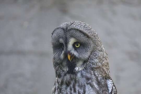 Great Grey Owl (Strix nebulosa), animal portrait frontal view, captive, Hesse, Germany