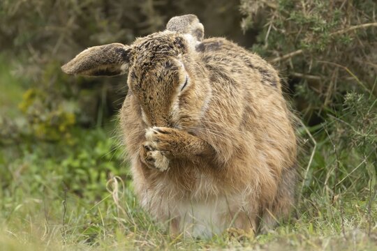 European brown hare (Lepus europaeus) adult animal washing its face in grassland, England, United Kingdom