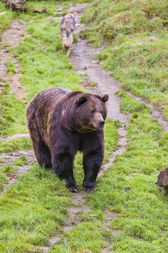 A eurasian brown bear (Ursus arctos arctos) meets an european gray wolf (Canis lupus lupus)