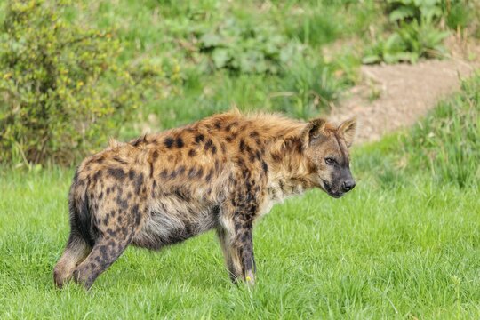 An adult female spotted hyena (Crocuta crocuta) stands on a green meadow and chews a bone