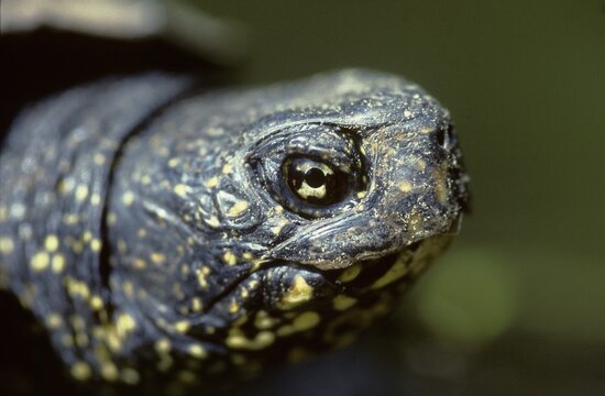 Emys Orbicularis, European Pond Terrapin, European Pond Tortoise, European Pond Turtle, European Pond Turtle, Critters, FFH, Reptilia, Reptilia, Reptiles, Turtles, Swamp Turtles, Tortoise, Tortoise