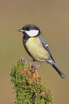 Great Tit (Parus major), perched on a moss-covered branch, wildlife, animals, birds, tits, Wilnsdorf, North Rhine-Westphalia, Germany