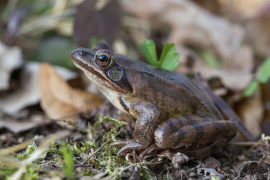 Agile frog, rana dalmatina, jumping frog, amphibians, amphibians, frog, frogs, amphibians