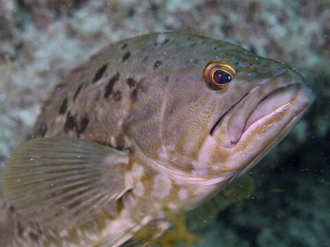 Close-up of a Makronesian grouper (Mycteroperca fusca), a grouper with distinctive eyes and scales, at the Risco Verde dive site, Arinaga, Gran Canaria, Spain, Europe, Atlantic Ocean