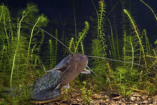 European catfish, river catfish, predatory fish, Sheidfish, Silurus glanis, catfish, fish, fishes, pisces, sheatfish, catfish