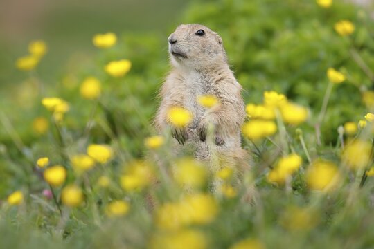 Black-tailed Prairie Dog (Cynomys ludovicianus) in a flowering meadow, Germany