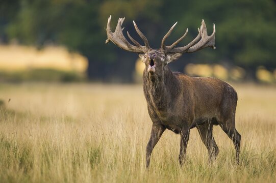 Tube transmitter red deer ( Cervus elaphus) in rut, Klamptenborg, Copenhagen, Denmark