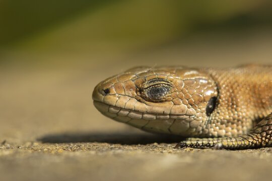 Common lizard (Zootoca vivipara) adult reptile sleeping on a wooden sleeper, England, United Kingdom